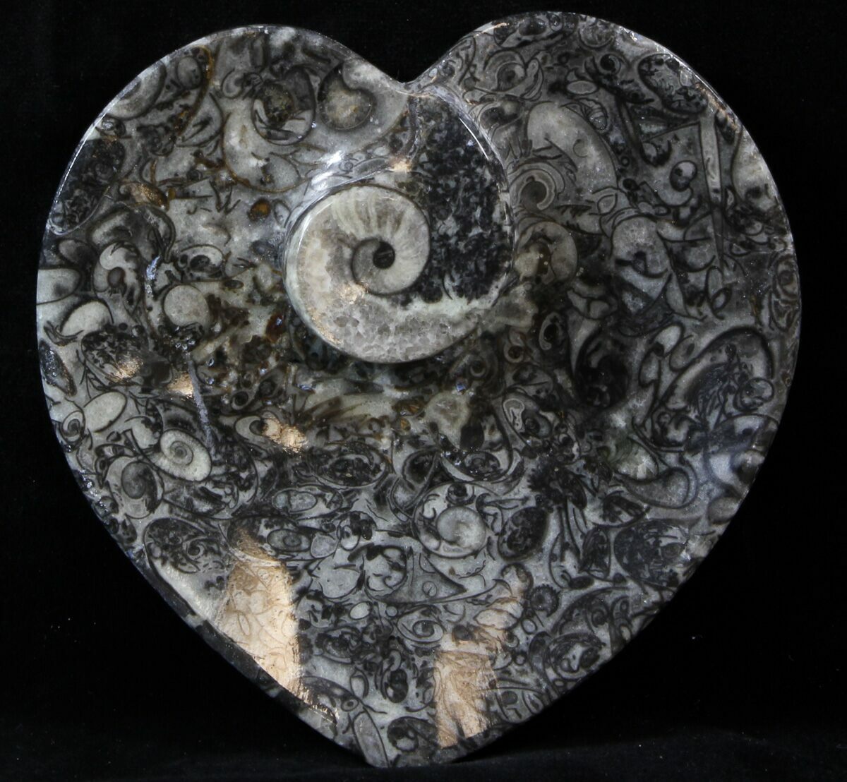4.5" Heart Shaped Fossil Goniatite Dish For Sale (39332)