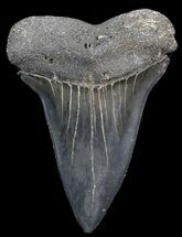 Very Large Fossil Mako Shark Tooth - Georgia #39265