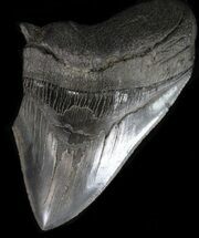 Partial, Serrated Megalodon Tooth - South Carolina #39252