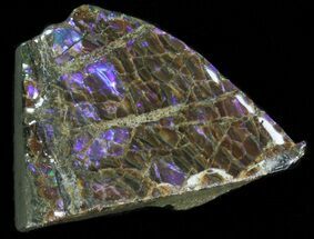 Iridescent, Purple Ammolite - Fossil Ammonite Shell #40218