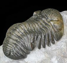 Austerops (Phacops) Trilobite - Great Eyes #40134