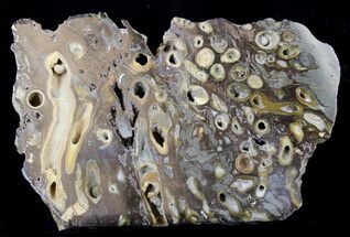 Slab Fossil Teredo (Shipworm Bored) Wood - England #40356