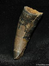 Large Fossil Crocodile Tooth from Hell Creek Formation #521