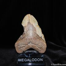 Monster Megalodon Tooth - Nearly Six Inches #522