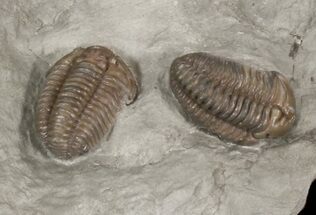 Pair of Flexicalymene Trilobites - Ohio #40670