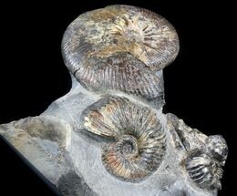 Tall Ammonite (Craspedodiscus) Cluster - Russia #34679
