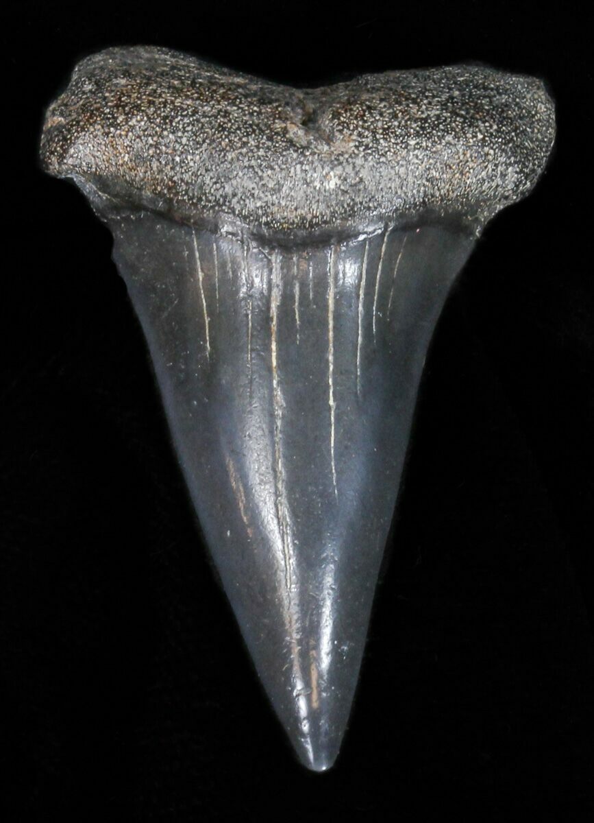 1.94" Fossil Mako Shark Tooth - Georgia For Sale (#40658) - FossilEra.com