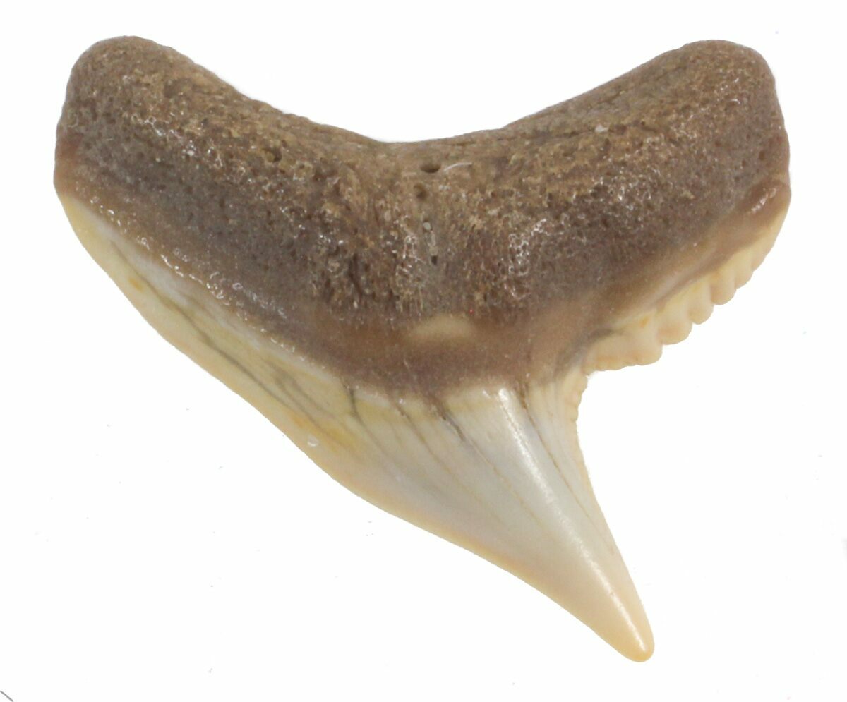Fossil Tiger Shark Tooth - Florida (#40285) For Sale - FossilEra.com