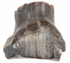 Ankylosaur or Nodosaur Tooth - Montana #40797
