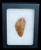 Inch Carcharodontosaurus Tooth Tip #4224