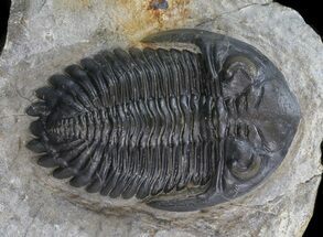 Large, Amazingly Detailed Hollardops Trilobite - 2.87