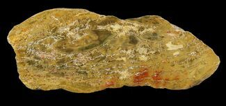 Jurassic Petrified Wood (Pentoxylon) - Australia #42061