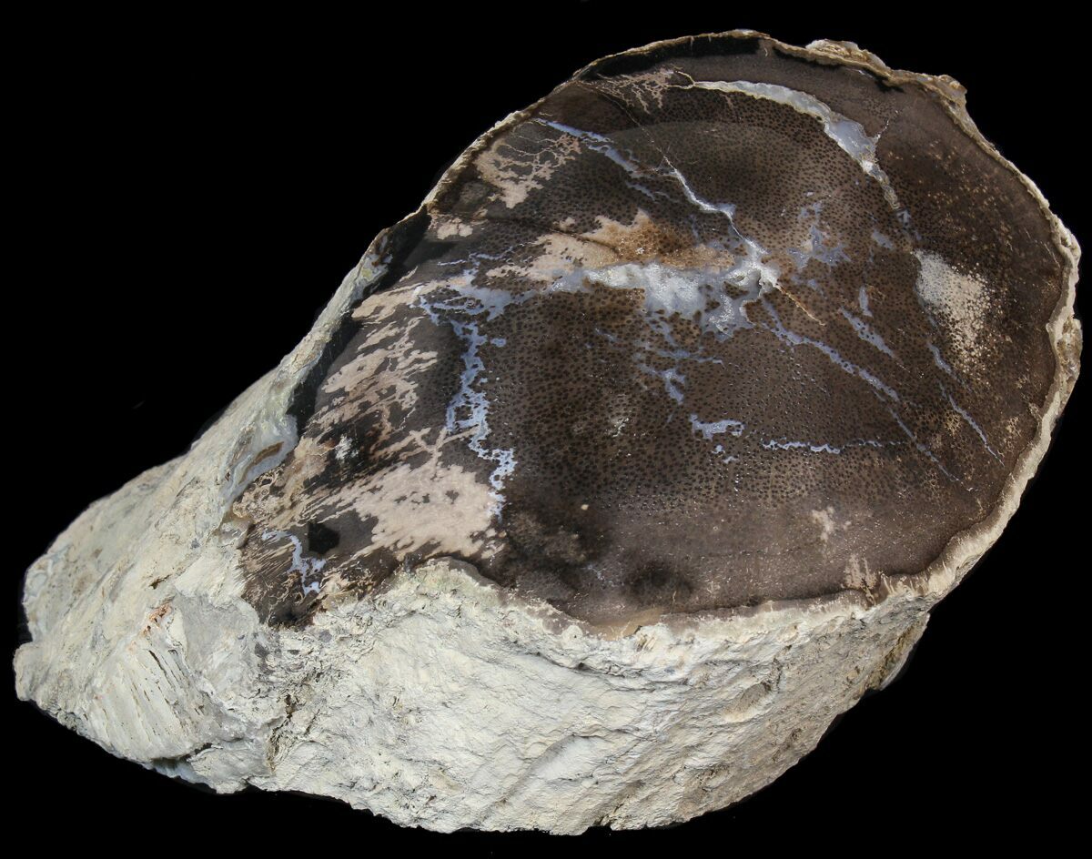 6.8" Polished Petrified Palm Wood Wyoming For Sale (42142