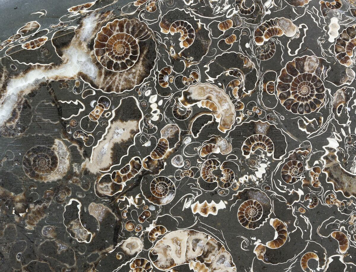 4.1" Polished Ammonite Fossil "Marston Magna Marble" Free Standing
