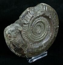 Large Inch Hildoceras Ammonite #4252