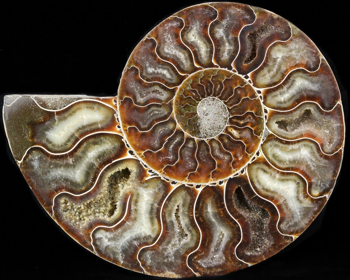 ammonite torrent