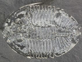 Pseudogygites Trilobite - Ontario #42801