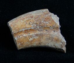 Partial Raptor Claw - Two Medicine Formation, Montana #4304