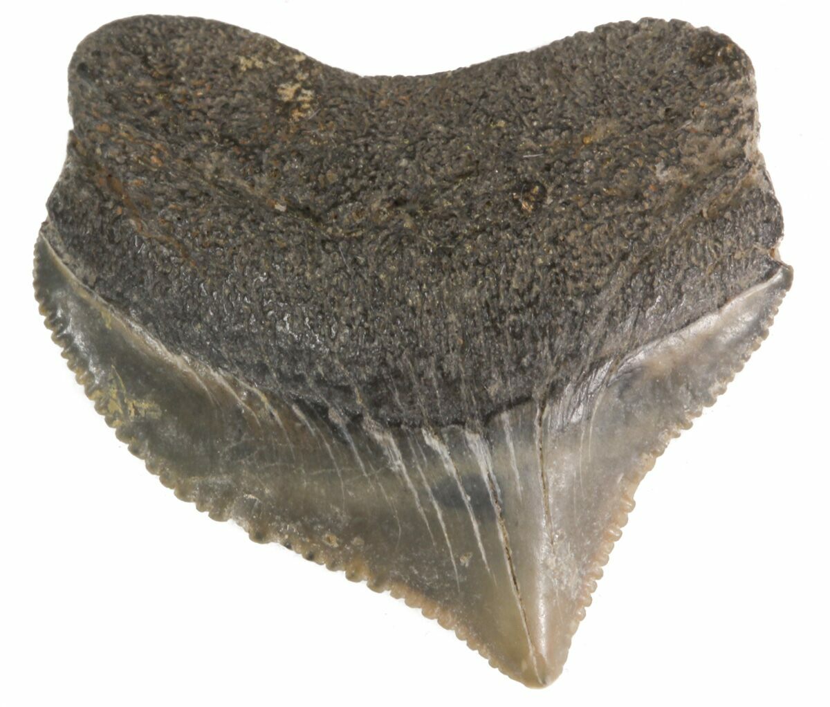 Crow shark tooth value