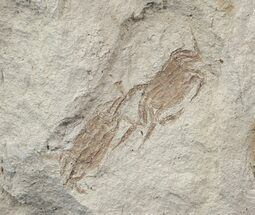 Two Fossil Pea Crabs (Pinnixa) From California - Miocene #42945