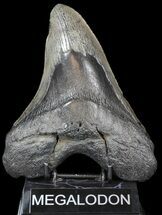 Megalodon Tooth - Massive Tooth! #43037