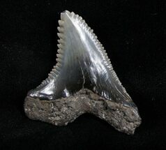 Huge Hemipristis Shark Tooth Fossil - SC #4329