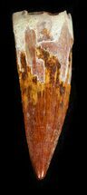 Juvenile Spinosaurus Tooth - Excellent Tip #43418
