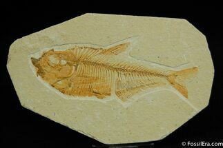 Inch Diplomystus Fossil Fish From Wyoming #49