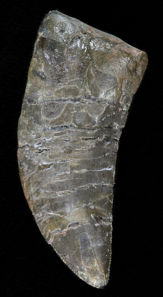 allosaurus tooth
