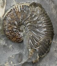 Hoploscaphites Brevis Ammonite Cluster #44025