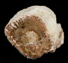 Petrified Wood Limb - Madagascar #4349