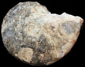 Bumpy Ammonite (Mammites) - Goulmima, Morocco #44642