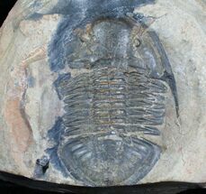 Hoekaspis Yahuari Trilobite - Bolivia #4362