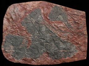 Large, x Scyphocrinites Crinoid Plate - Morocco #45213