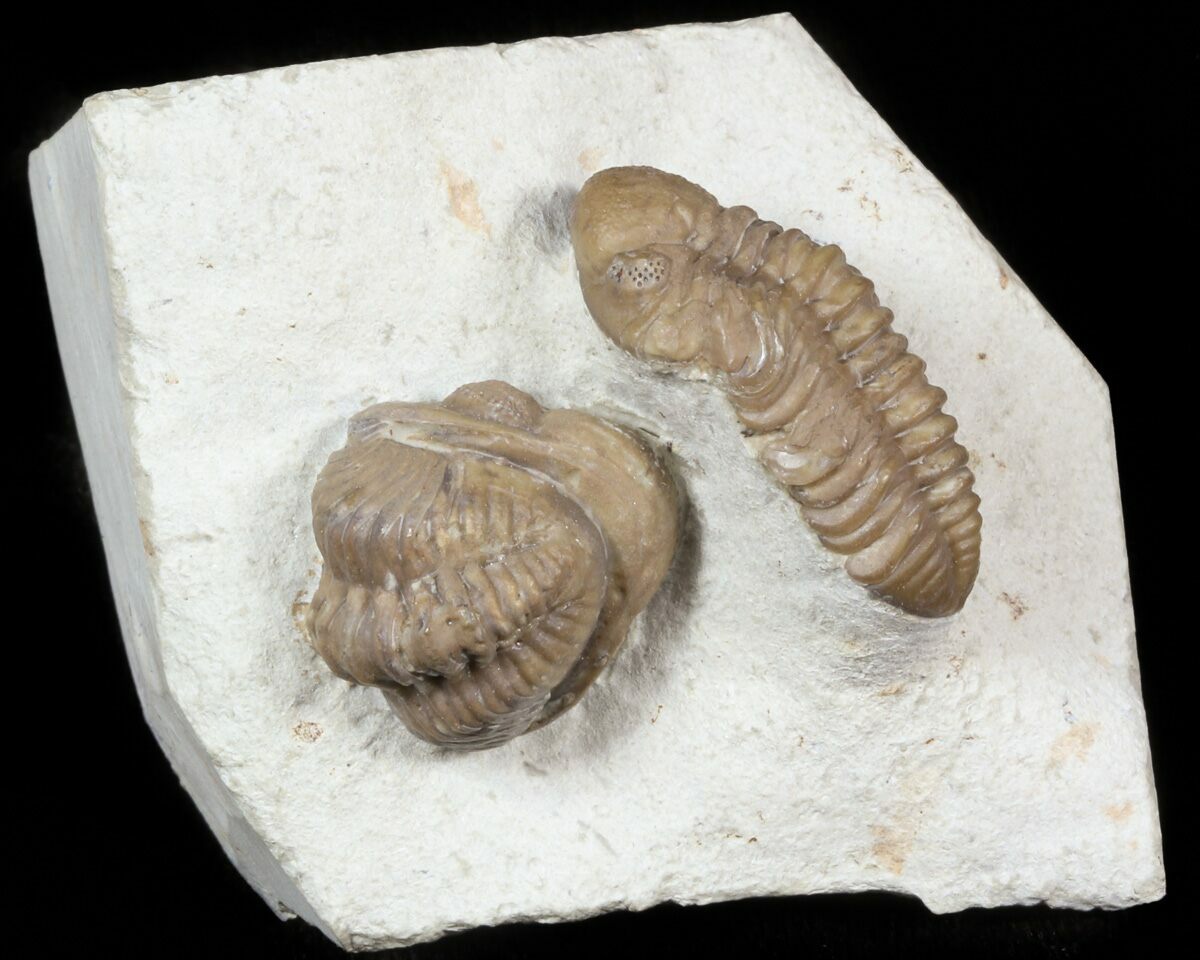 Bargain, Double Paciphacops Trilobite - Oklahoma (#45434) For Sale ...