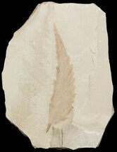 Fossil Rhus (Sumac) Leaf - Green River Formation #45650