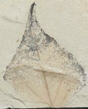 Fossil Poplar Leaf - Green River Formation #45652