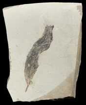 Fossil Pseudosalix Leaf - Green River Formation #45683