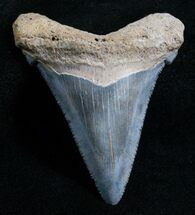 / Carcharocles Angustiden Tooth - Pre Megalodon #4399