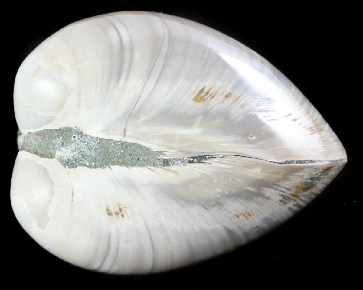 Polished Fossil Astarte Clam Cretaceous 45807 For Sale