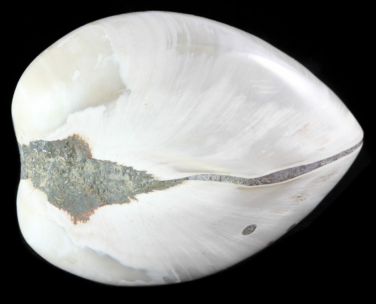 Polished Fossil Astarte Clam Cretaceous For Sale 45809