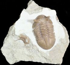 Large, Stalk-Eyed Asaphus Punctatus Trilobite - #46012