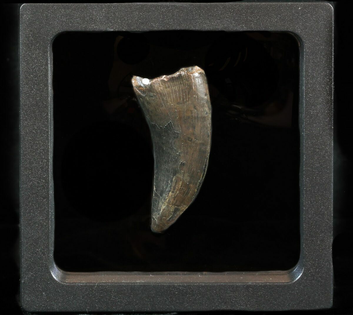 nanotyrannus tooth for sale