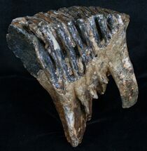 Woolly Mammoth Molar From North Sea #4418