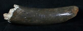 Partial Woolly Mammoth Tusk - #4420