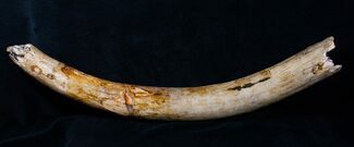 Baby Woolly Mammoth Tusk - Inches #4421
