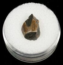 Tyrannosaurid Tooth Tip - T-Rex #4427