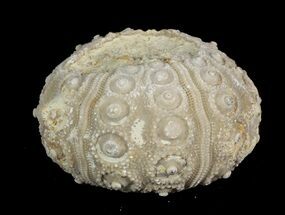 Detailed Nenoticidaris Fossil Urchin - Boulmane, Morocco #46419