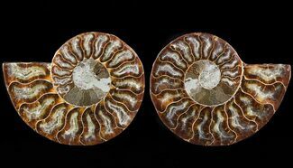 Sliced Fossil Ammonite Pair - Crystal Chambers #46502