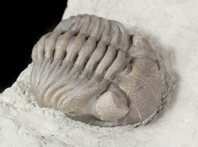 Wide Enrolled Eldredgeops Trilobite In Shale - Ohio #46592
